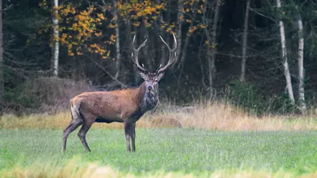 Red deer.
