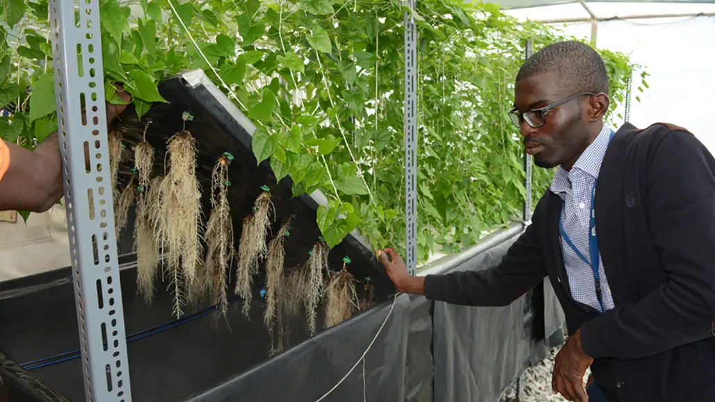 A man looking at roots in a greenhouse. Photo.