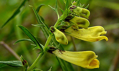 Ängskovall, Melampyrum pratense