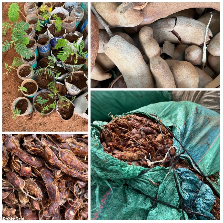 A collage showing tamarind seedlings and its fruits. 