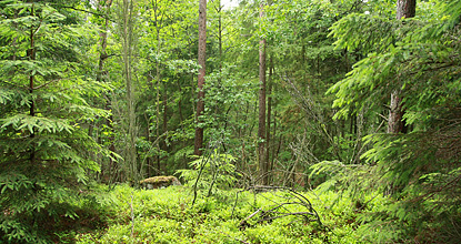 Flerskiktad skog i Tönnersjöheden, foto Mats Hannerz