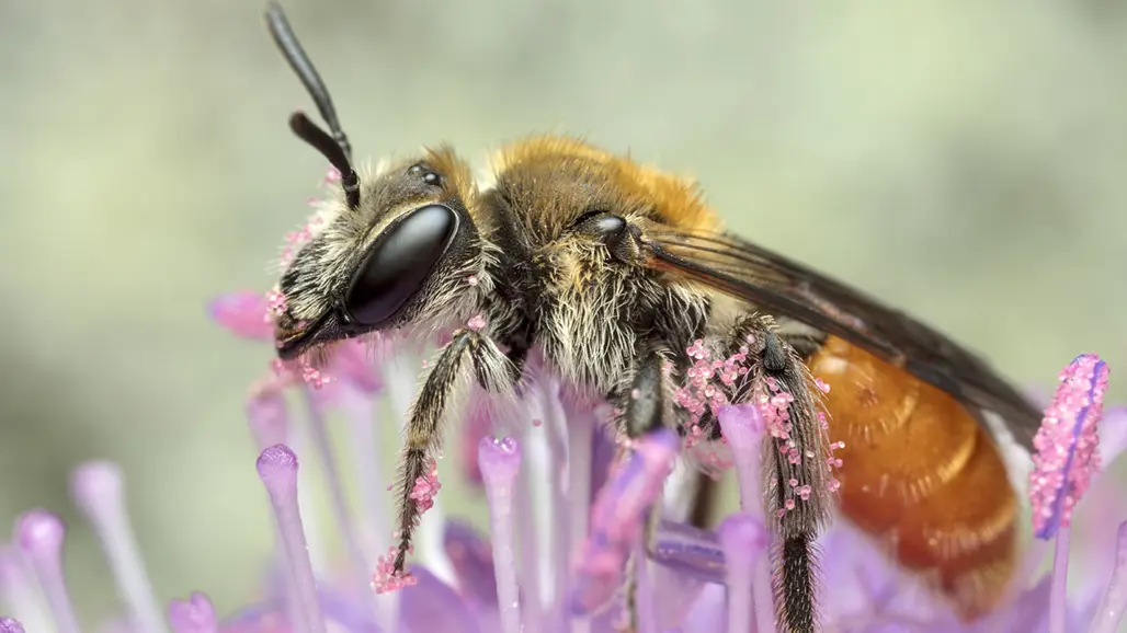Närbild på bi som sitter på lila blomma. Foto
