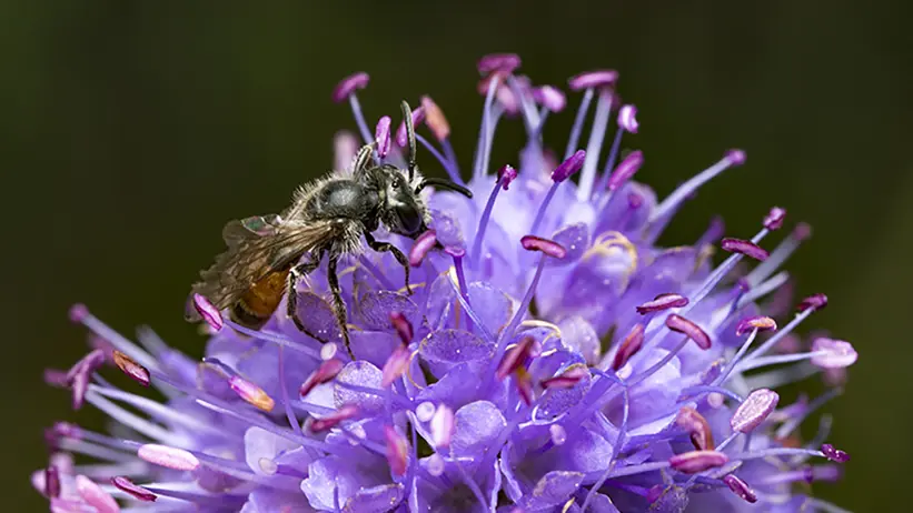 Insekt på lila blomma. Foto