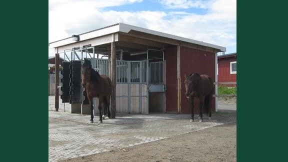 Foto av hästar som hålls i hästhållningssystemet aktiv grupphästhållning.