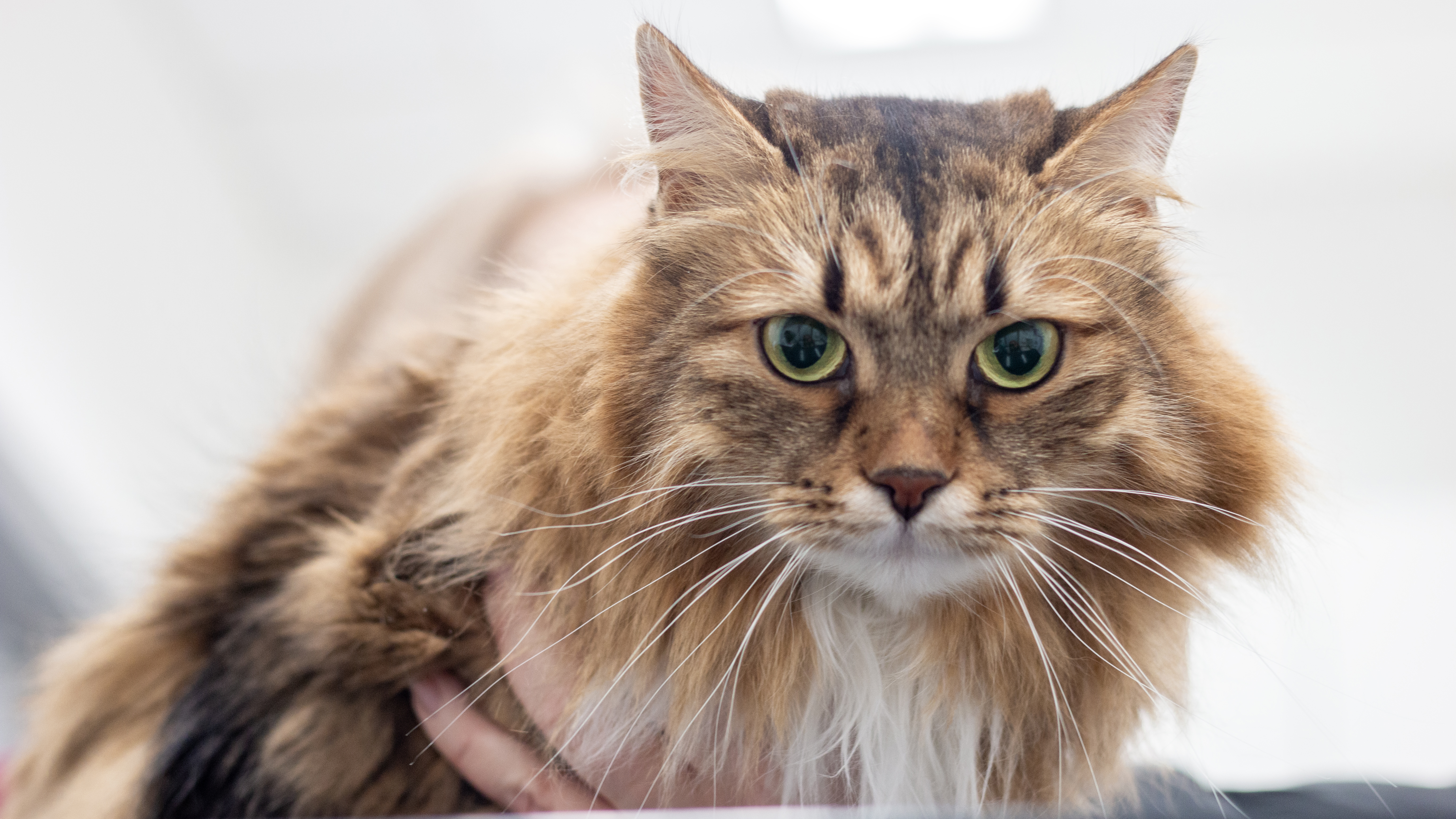 Foto av en katt hos veterinären.