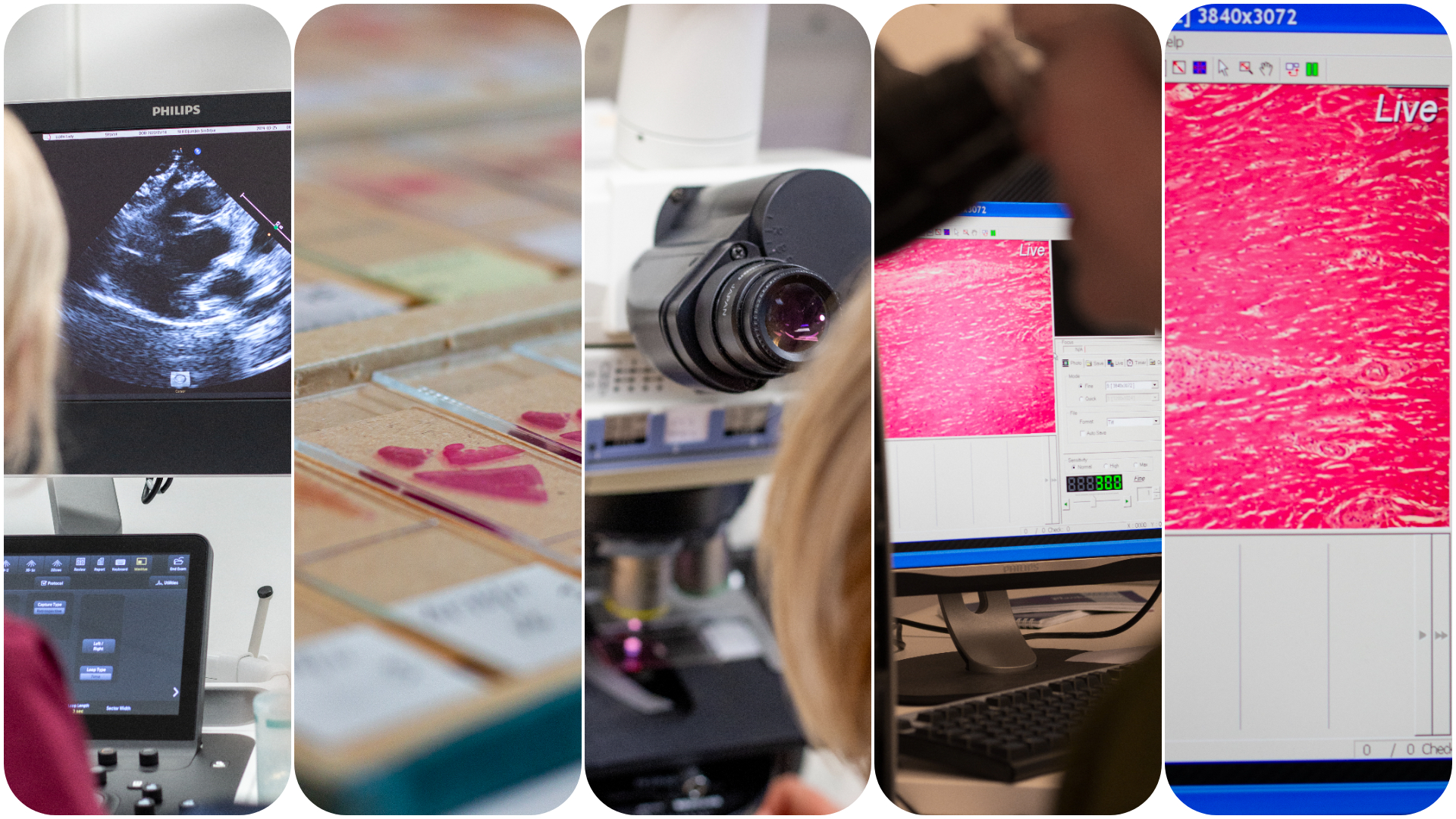 Kollage med flera bilder från veterinärklinik för katt och laboratorie med mikroskop.