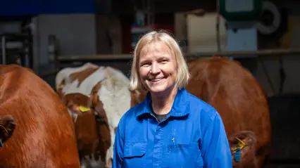 Foto av en kvinna (Birgitta Staaf Larsson, SLU) tillsammans med mjölkkor i en lösdriftsanläggning inomhus.