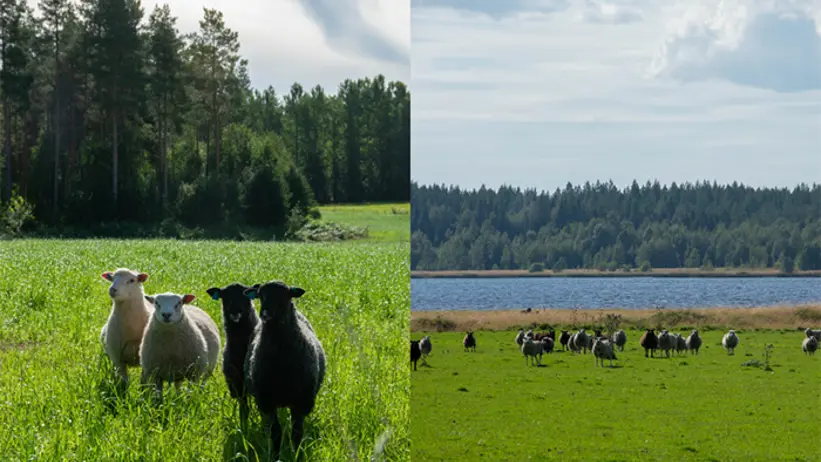 Bilden tilll vänster visar får på åkermarksbete med en mer jämn beteshage (Case A) och bilden till höger visar får på naturbete med varierat landskap (Case B).