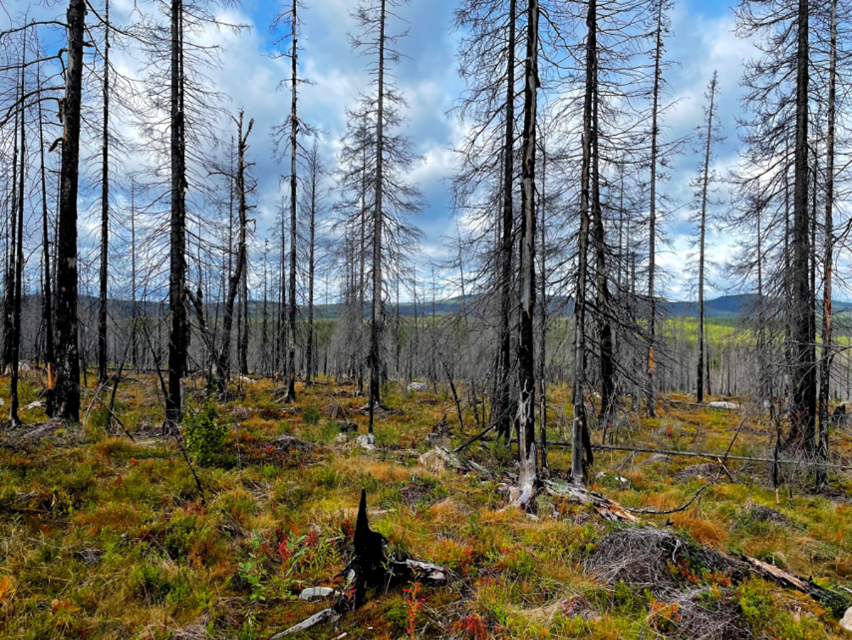 Unknown sources fuel boreal forests with nitrogen: 