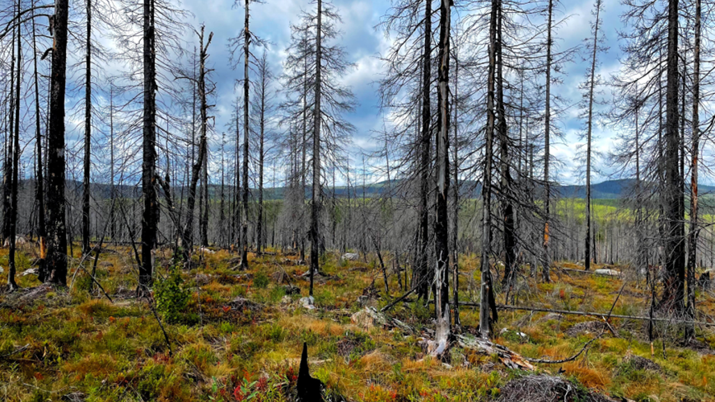 A post-fire stand near Arvidsjaur.