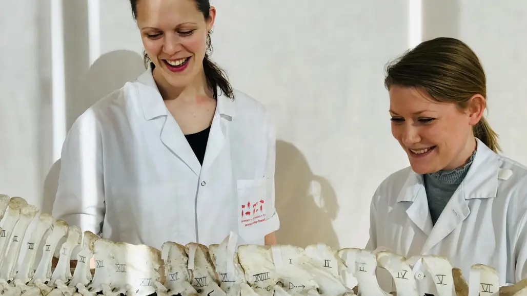 Foto av två kvinnliga veterinärstudenter som studerar ett skelett av häst i vita rockar.