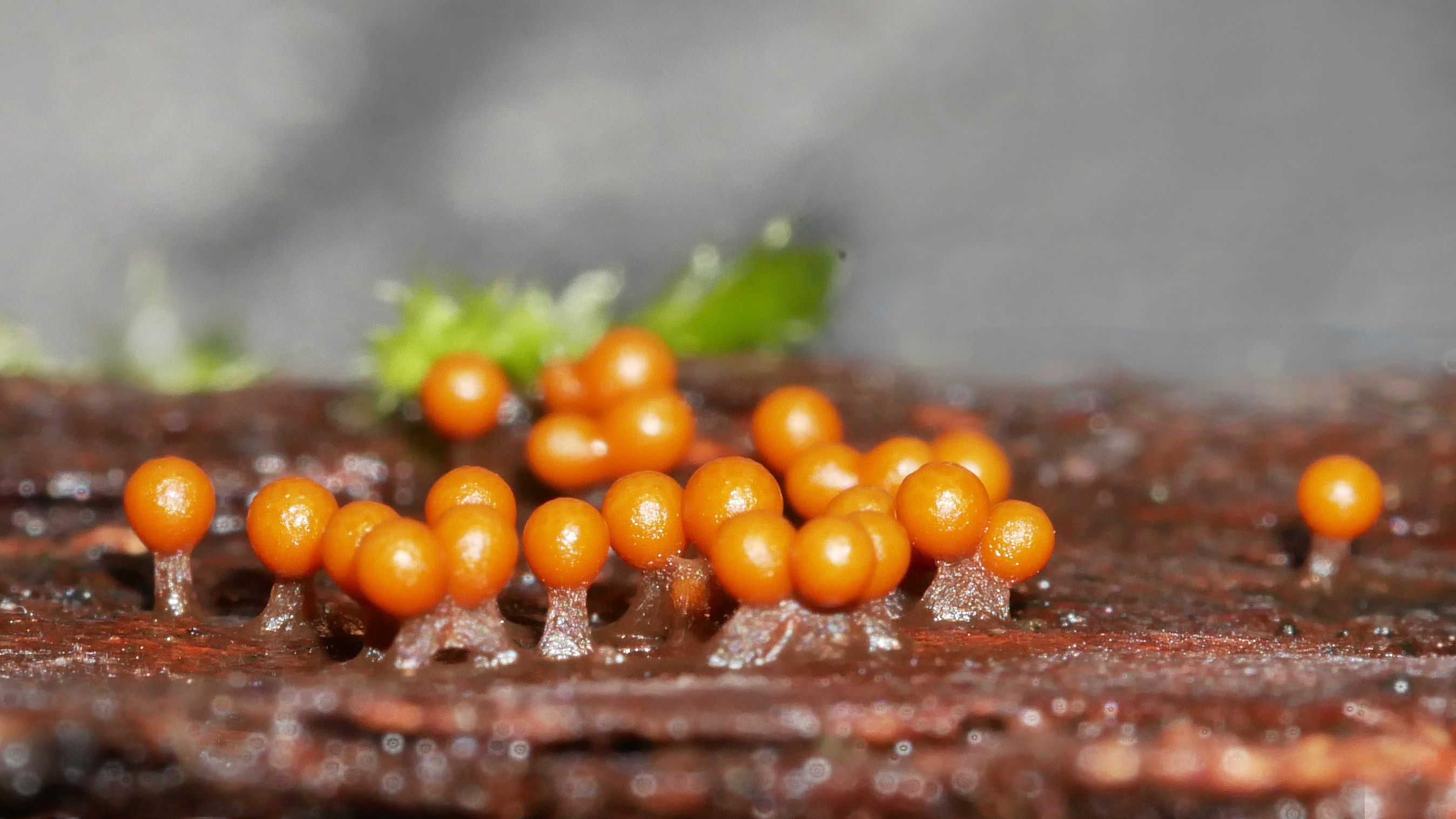 Orange, klotrunda fruktkroppar på korta skaft som växer tätt tillsammans på en mörk, murken träyta.