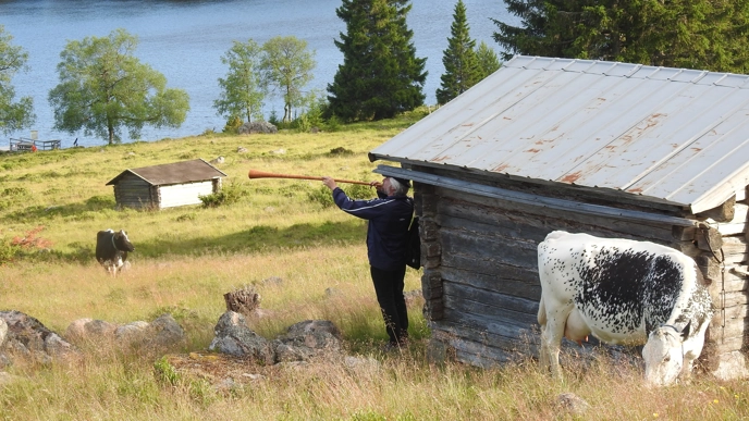 Fäbodvall med man som blåser i näverlur