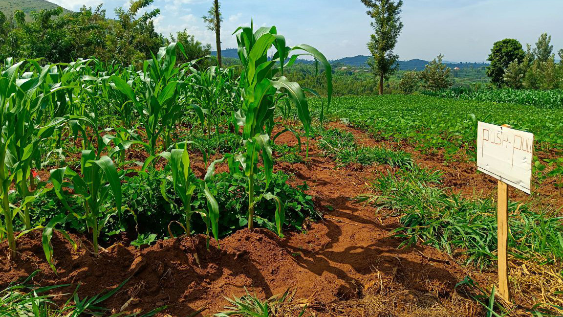 Odling med olika växter och skylt där det står push-pull.