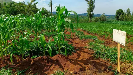 Odling med olika växter och skylt där det står push-pull.
