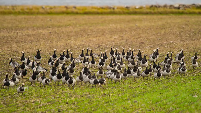 Många gäss på åker.