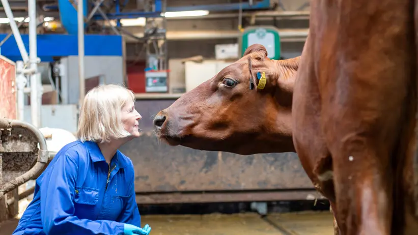 Photo of a woman (Birgitta Staaf Larsson) squatting indoors with a dairy cow sniffing at her.