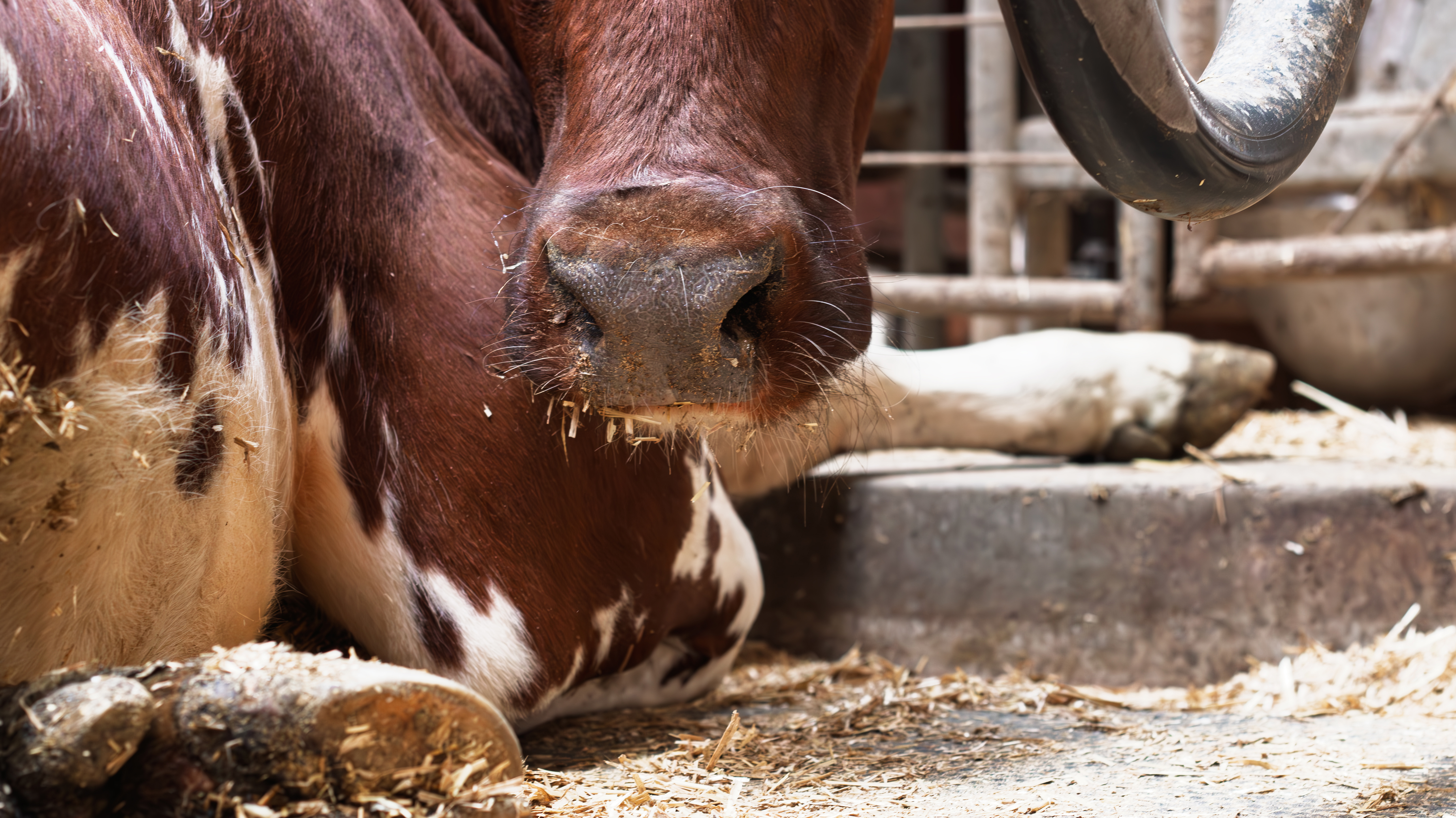 Photo of a dairy cow lying down indoors in a barn with loose housing.