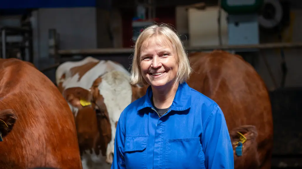 Photo of a woman (Birgitta Staaf Larsson, SLU) standing indoors in a barn with dairy cows.