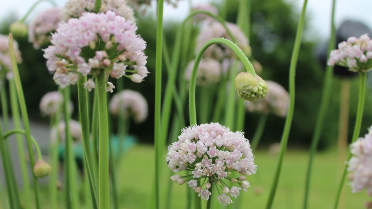 Foto av Grönt kulturarv®s norrlandslök 'Norrland'. fotot visar långa stjälkar med blommande rosa klotformade blommor, men nickande ännu ej utslagna knoppar intill. I bakgrunden syns grön gräsmatta och ett mörkare buskage.