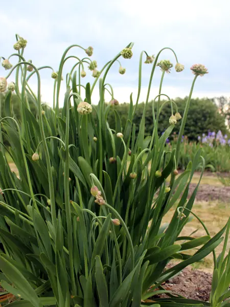 Foto av Grönt kulturarv®s norrlandslök 'Norrland'. fotot visar långa stjälkar med blommande rosa klotformade blommor, med nickande ännu ej utslagna knoppar intill. De gröna långa bladen med rundade bladspetsar pekar rakt upp kring stjälkarna. I bakgrunden syns långsmala rabatter, i en växer blå trädgårdsiris. Längre bort syns en häck och en molning himmel.
