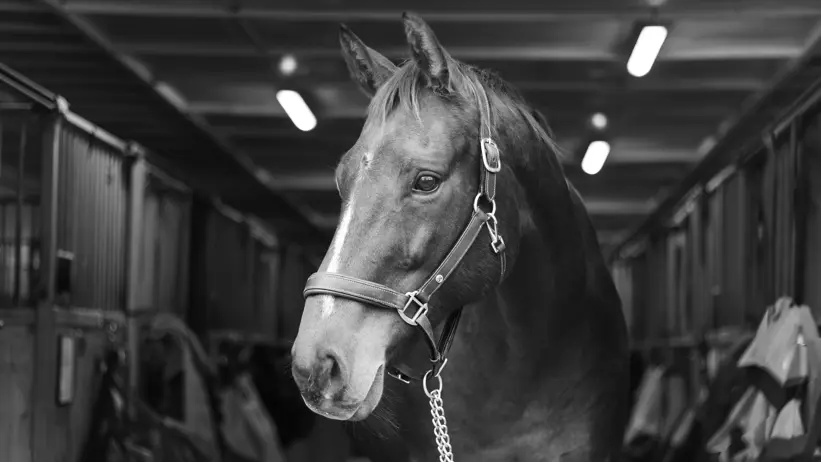 Black and white portrait of a horse in a stable environment.