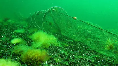Ryssja liggande på stenig botten