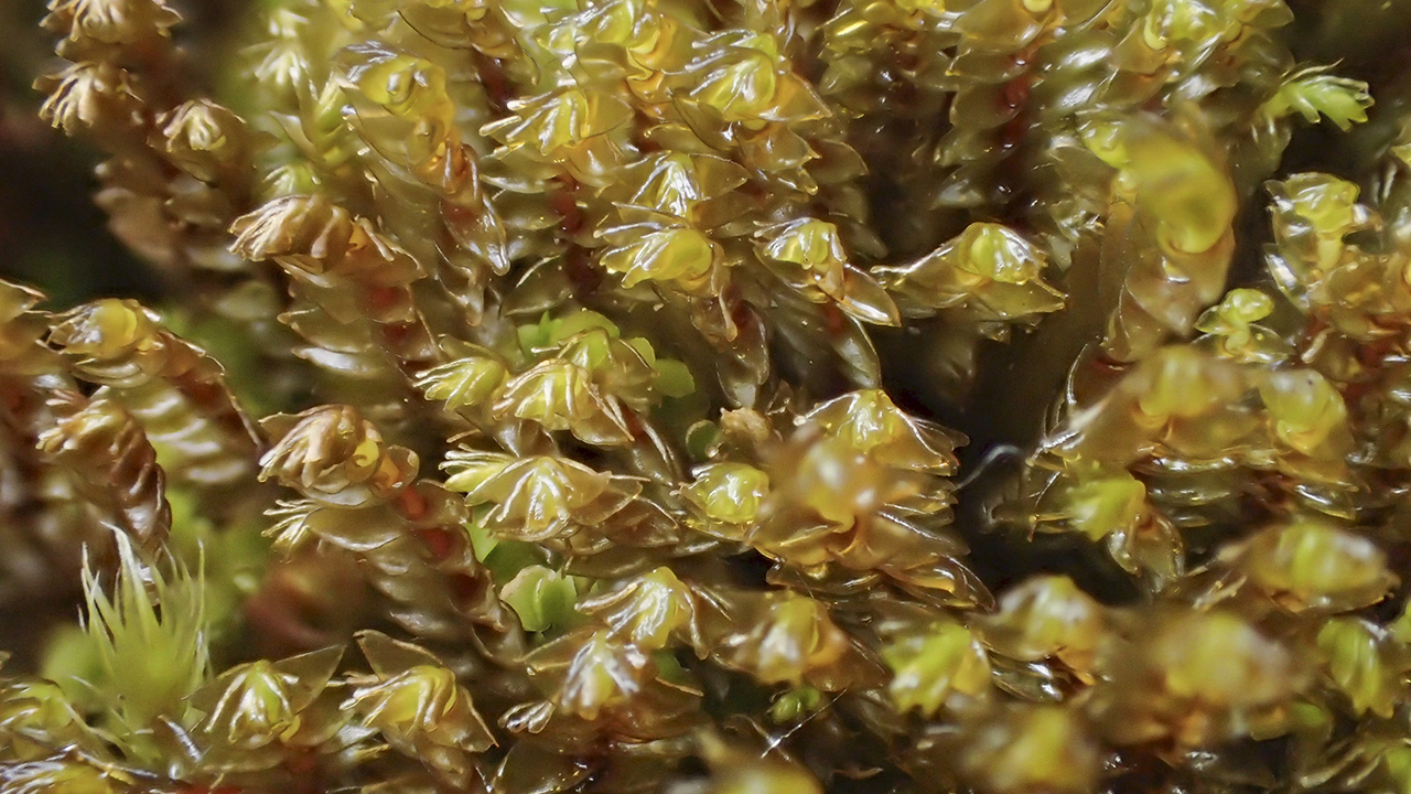 En närbild av en tät matta av små mosskuddar. Skotten är upprätta och tätt packade, med glänsande gulbruna till olivgröna blad som ligger tätt längs stjälkarna. Bladspetsarna bildar små spiralformade eller rosettliknande toppar. Mellan de gulbruna skotten syns inslag av ljusare, nästan limegröna unga skott. Foto