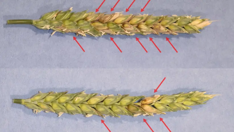 Två veteax, ett med mer skador och ett med mindre skador. Foto.