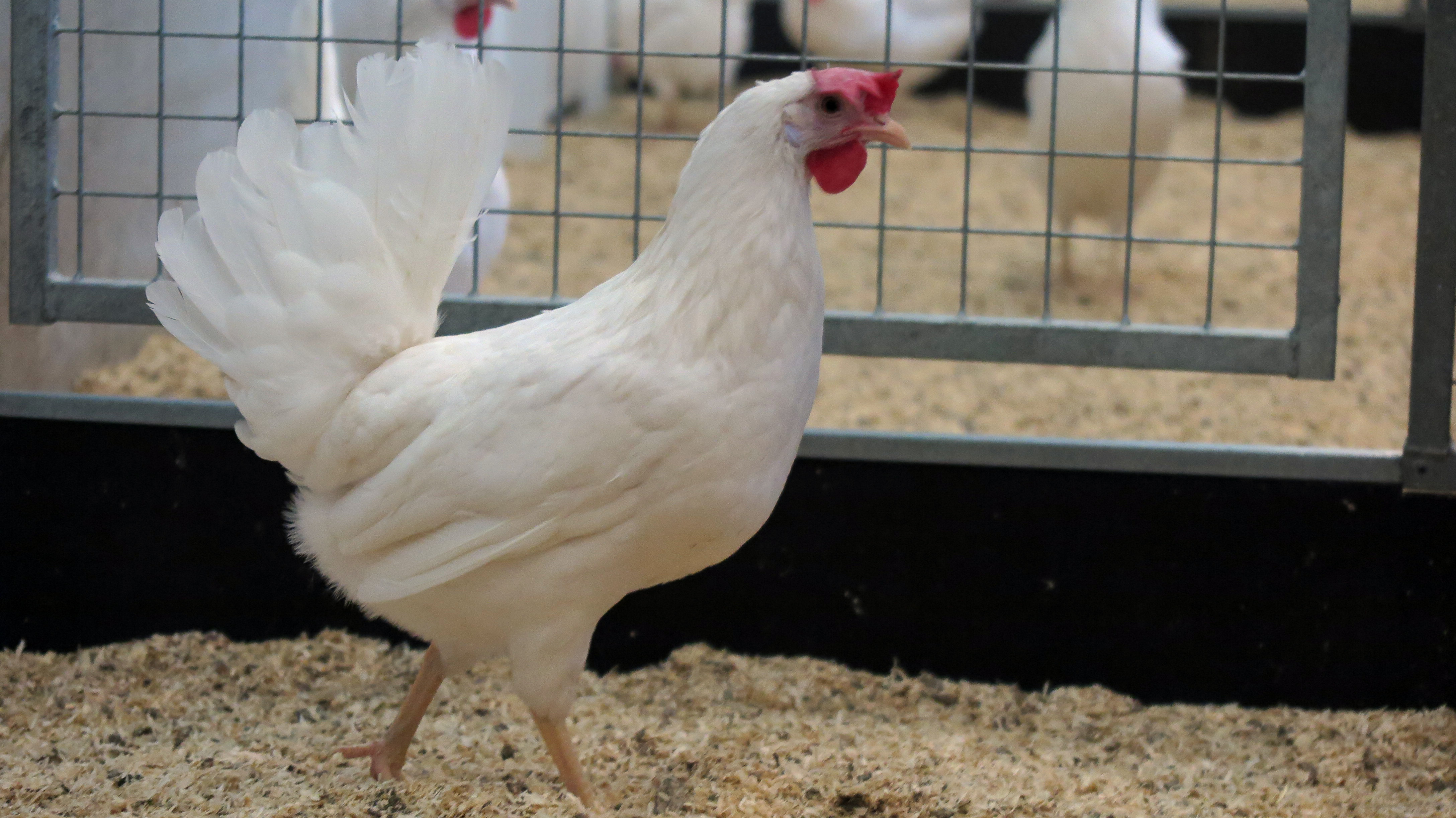 En vit höna från sidan, i ett stall. Foto Marie Liljeholm.
