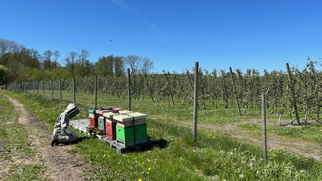 En person sitter framför fyra bikupor vid en fruktodling