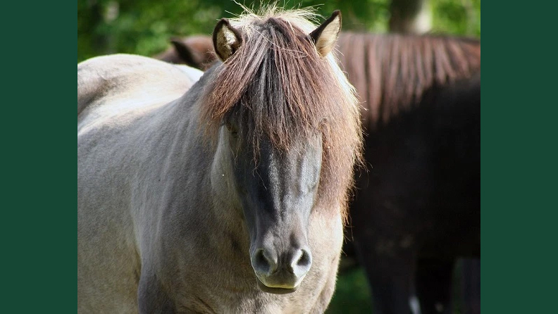 Foto en islandshästar utomhus sommartid mot grönskande bakgrund.