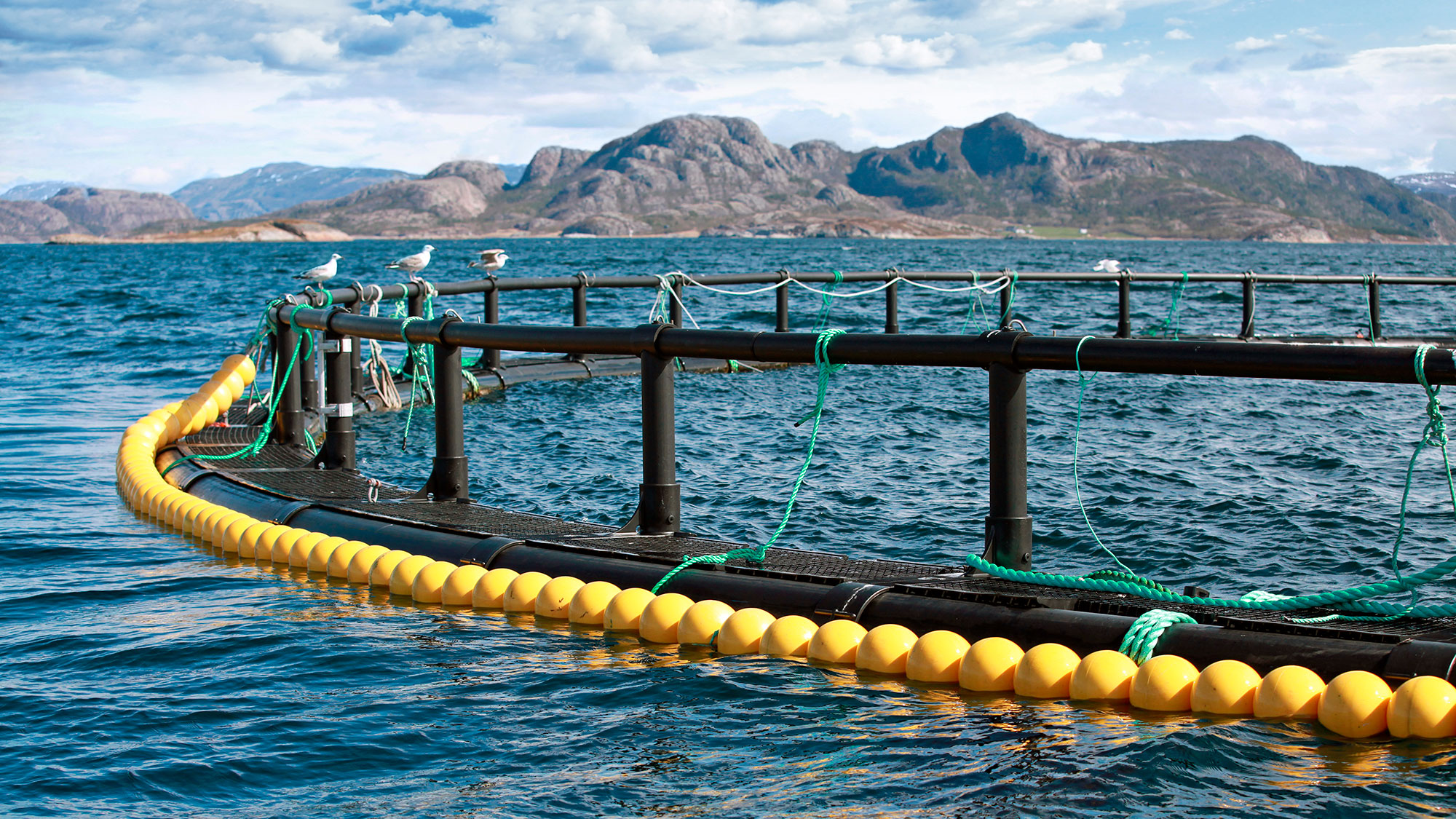 Kassar för fiskodling i havet, i bakgrunden berg. Foto: Shutterstock