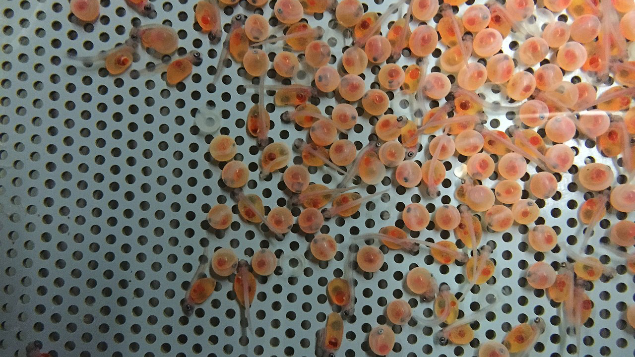 Rainbow trout larvae. 