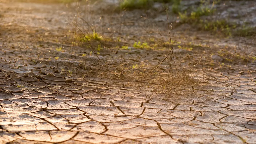 Torr mark med sprickor. Foto.