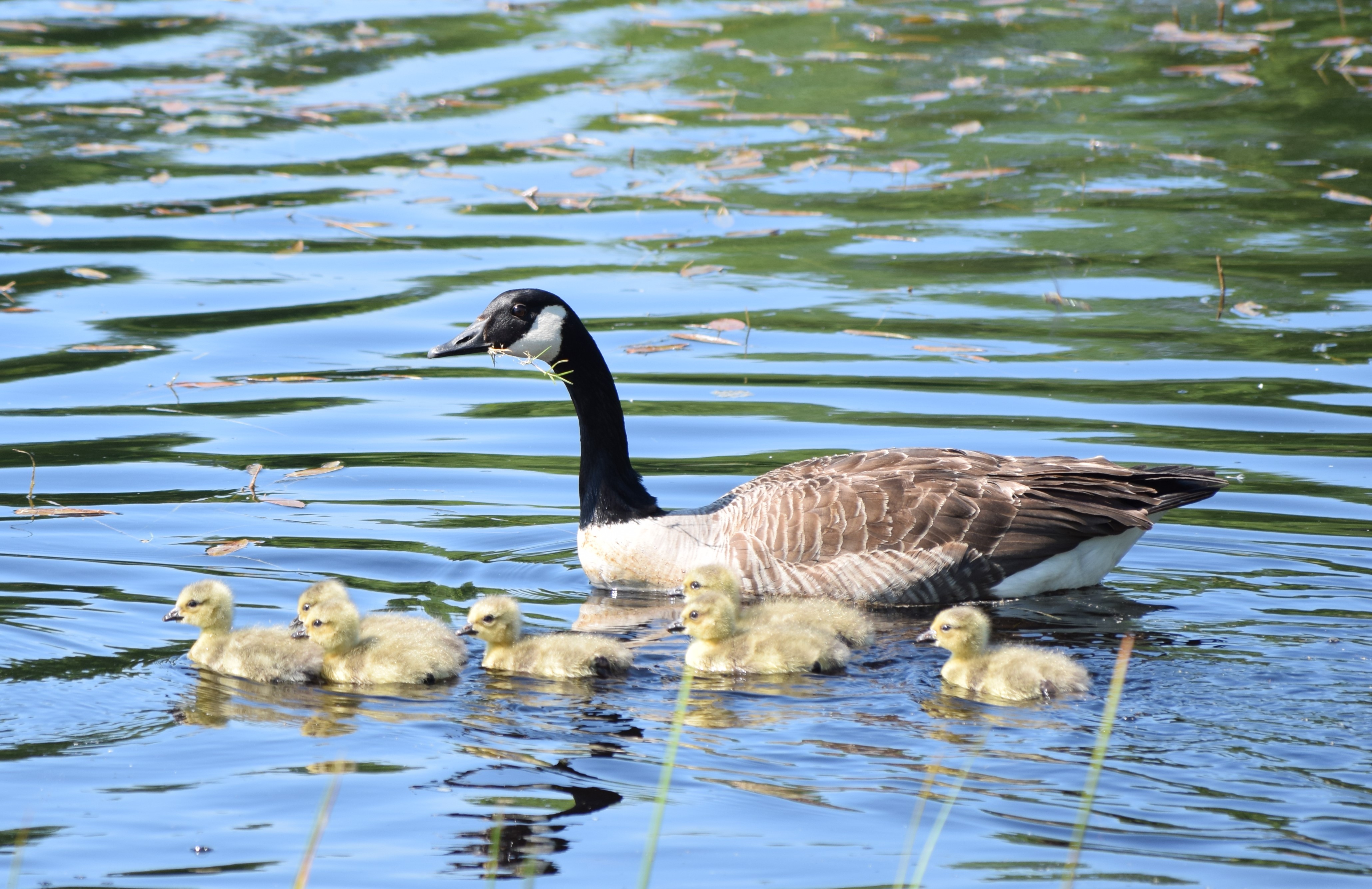 A Canada goose, an adult bird species, is holding a herb in its beak as it swims with its seven fluffy chicks in a pond.