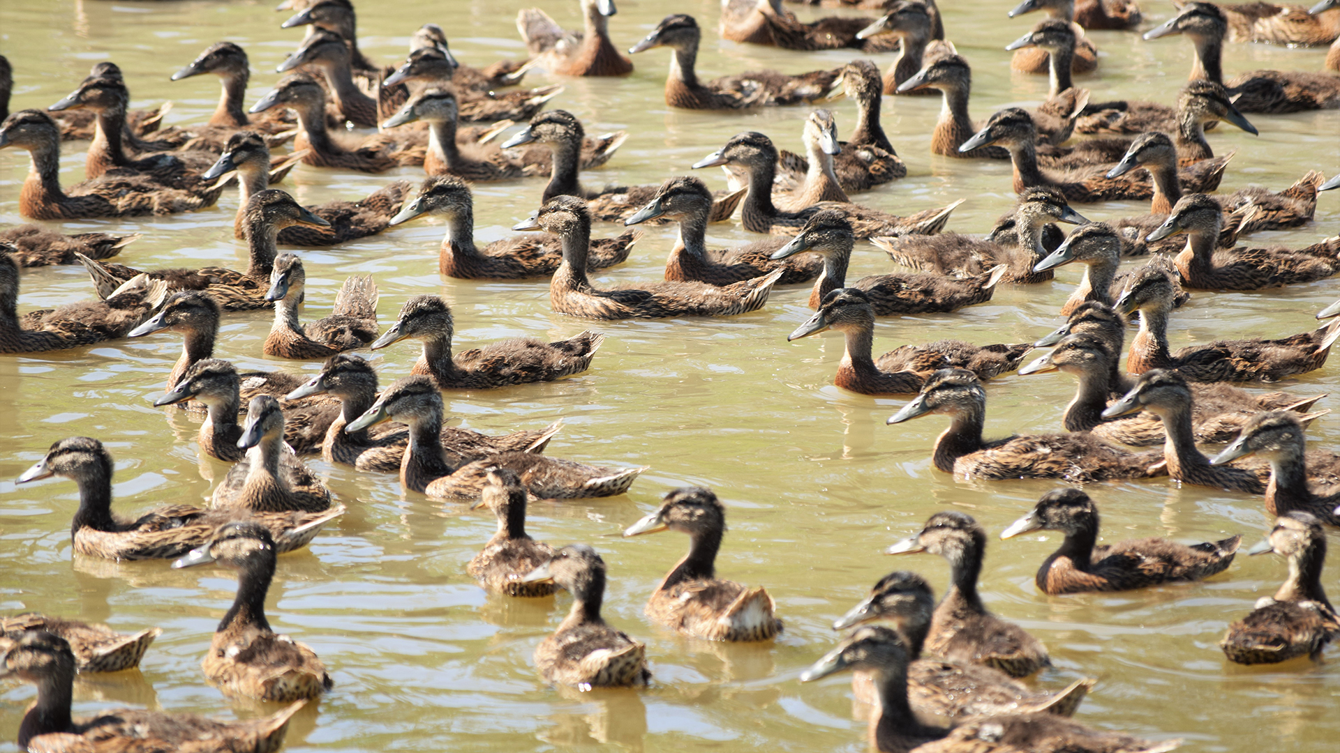 Many young birds swimming together.