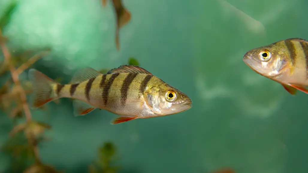 Two perch swimming. Photo.