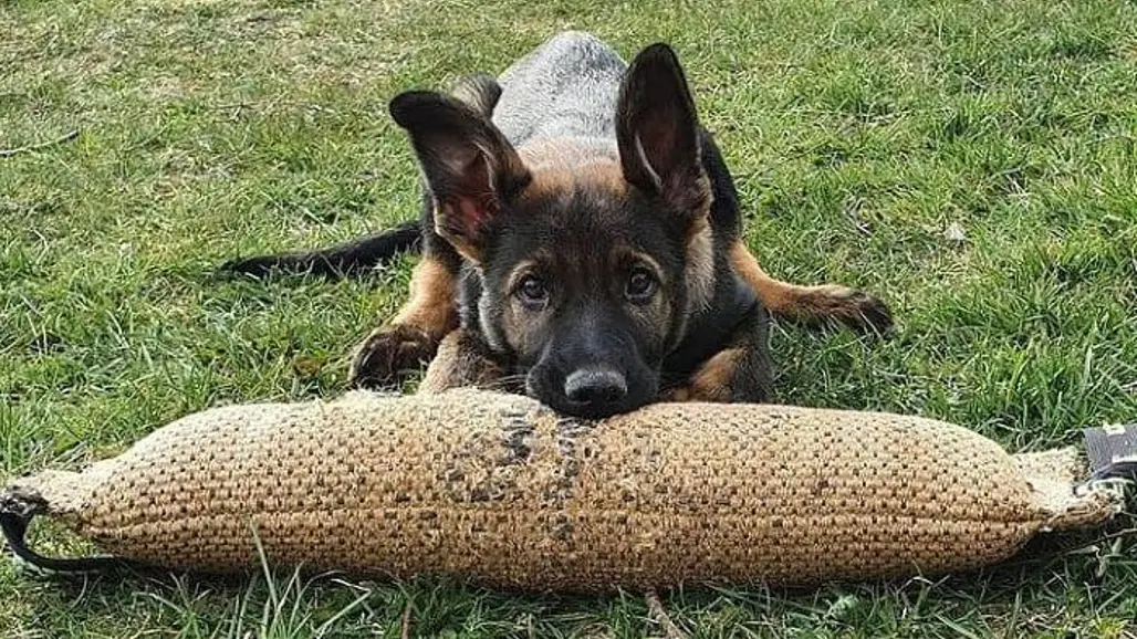 Hunden Elmo som ligger och biter i en kampstock.