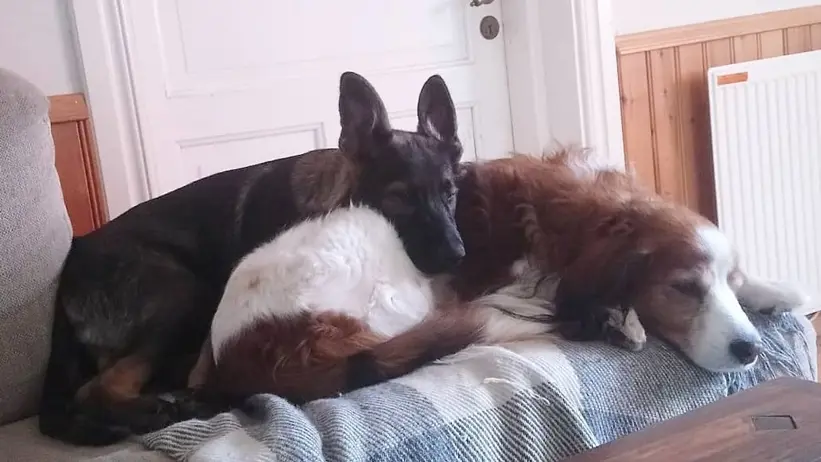 Hunden Elmo med bästisen Yatzy.