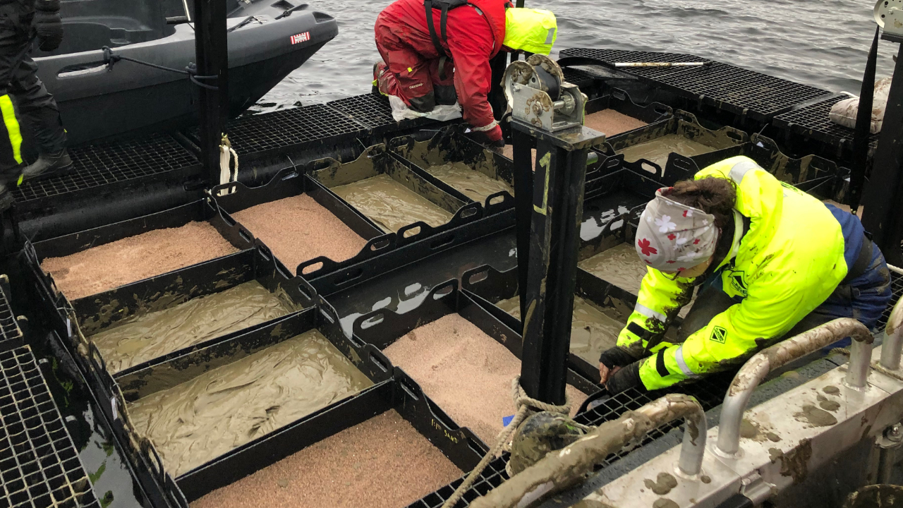 Olika behållare fyllda med sand. Personer sitter på huk och arbetar.