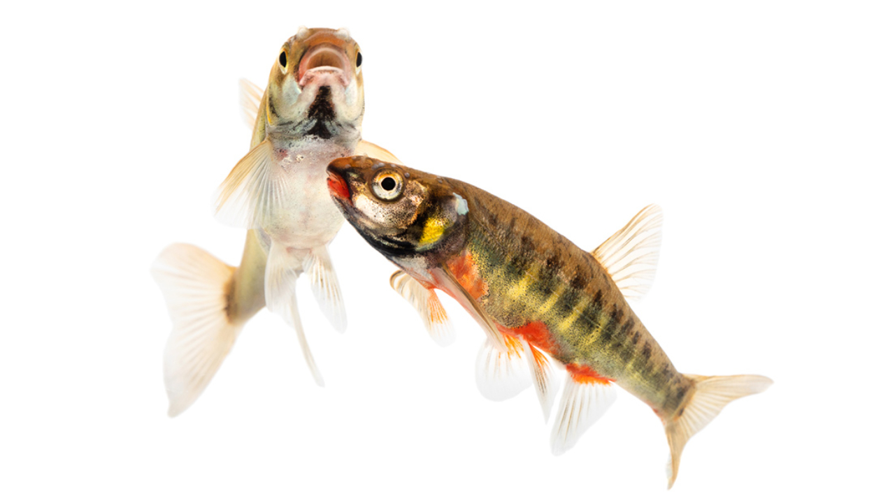 Två fiskar, en blek och en färgglad med ränder och röda inslag, simmar mot en vit bakgrund. 