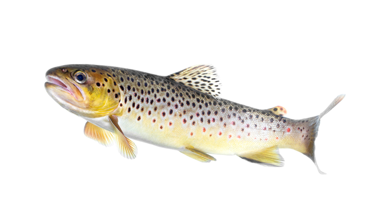 En öring med prickig hud och en färgövergång från brunt till gult. Fisken är avbildad ensam mot en vit bakgrund