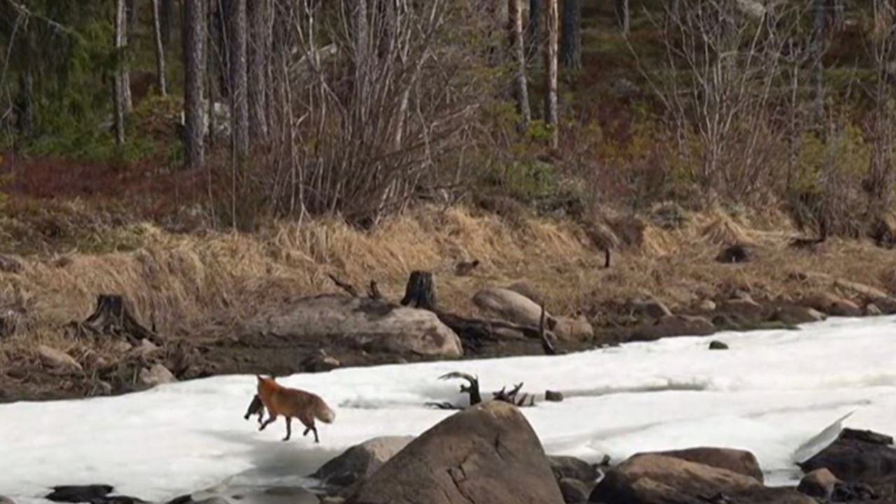 Räv med fisk i munnen springer mot skogen. 