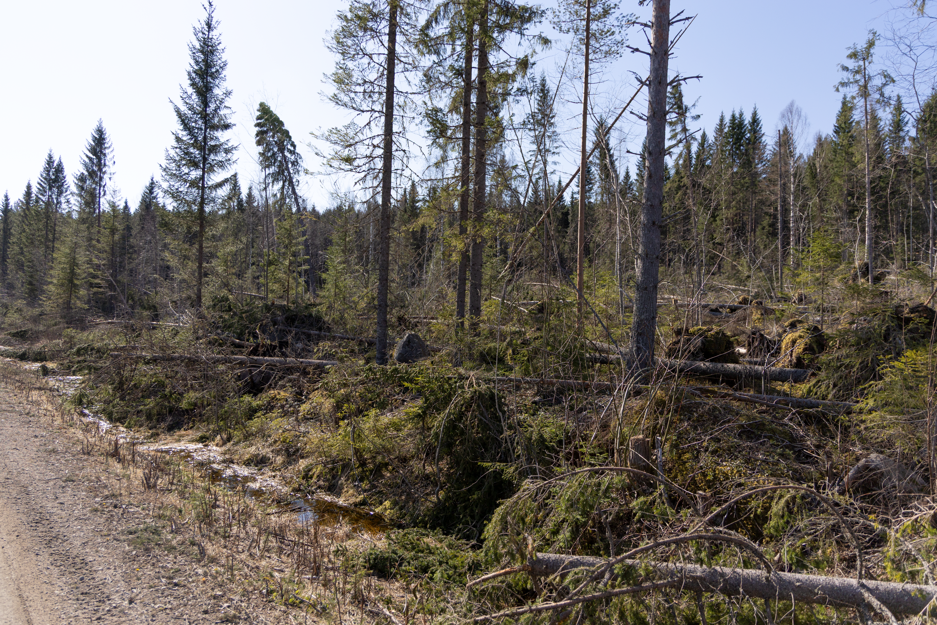 Stormskadad skog. Foto. 