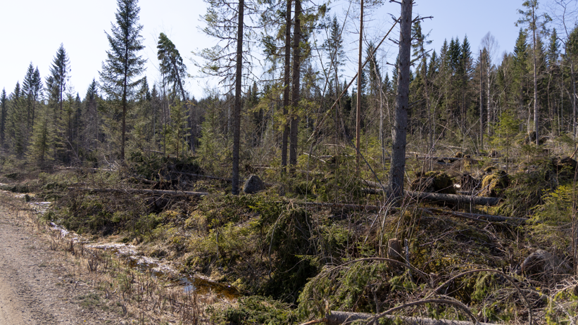 Stormskadad skog. Foto.