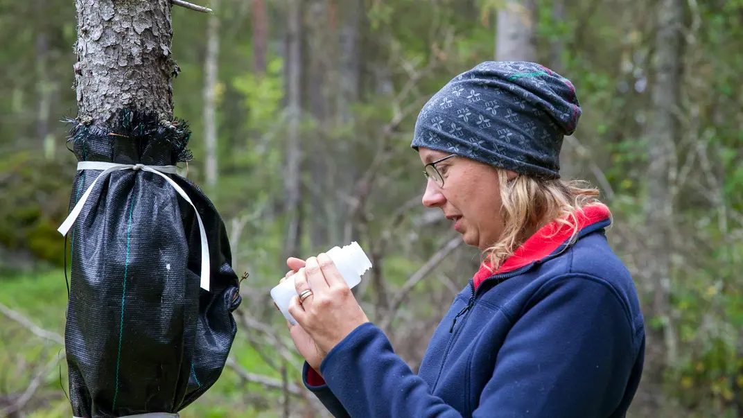 Researcher in forest examining the contents of a white container.
