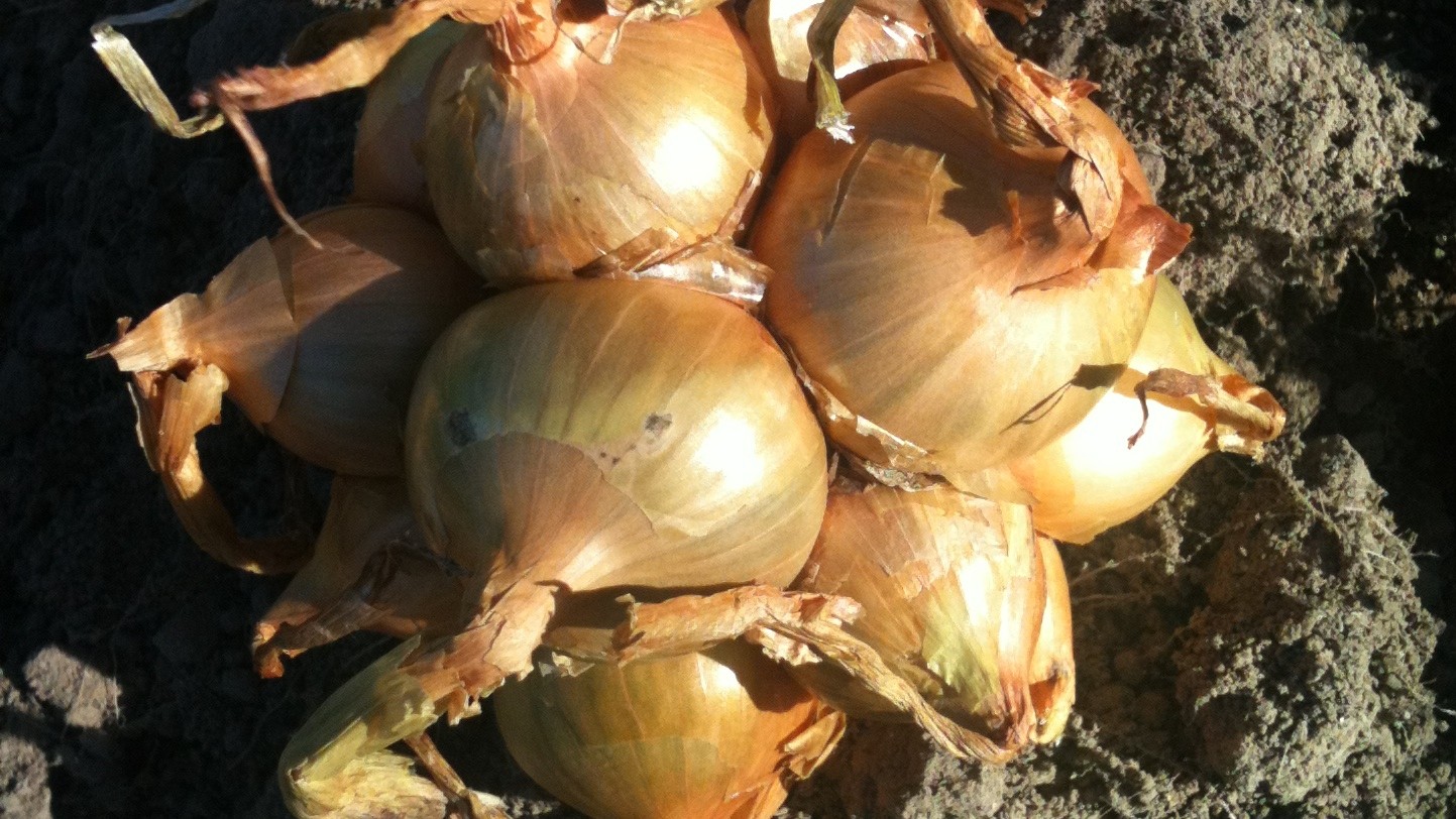 Leksandslökar ligger på jord. 