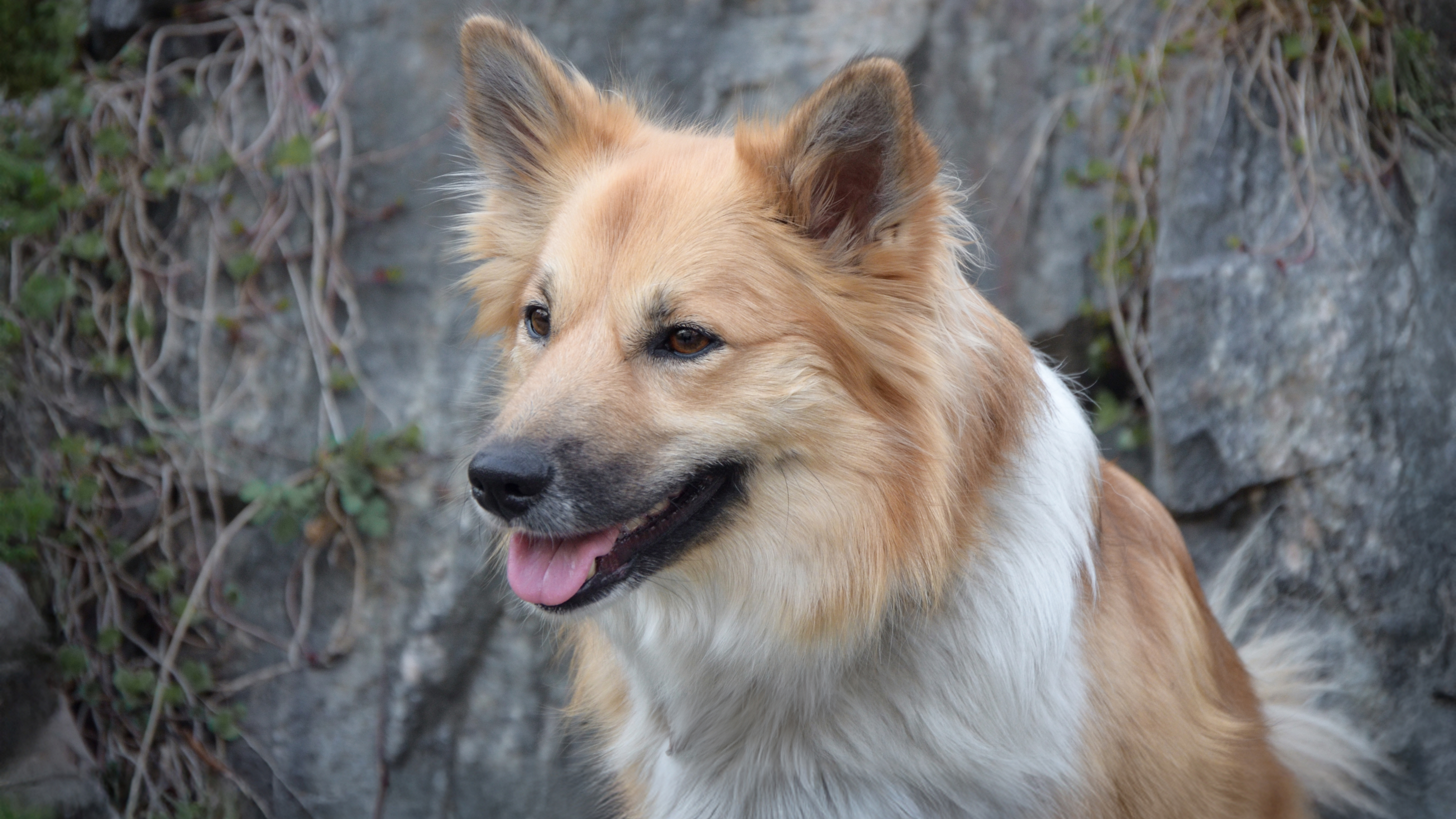 Foto av en isländsk fårhund sittandes utomhus mot en stenvägg.
