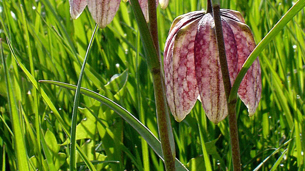 A brown-red King's Meadow Lily in green grass. Photo.